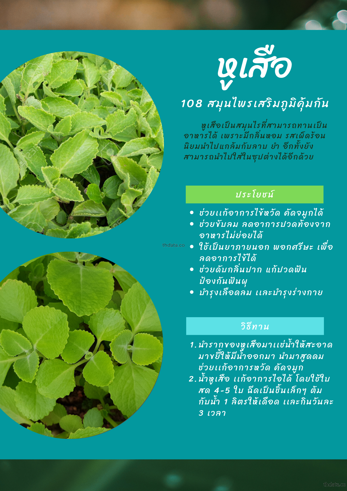 หูเสือ-108-สมุนไพรเสริมภูมิคุ้มกัน สมุนไพร หูเสือ-108-สมุนไพรเสริมภูมิคุ้มกัน สรรพคุณของหูเสือ-108-สมุนไพรเสริมภูมิคุ้มกัน thai-herbs.thdata.co thdata.co